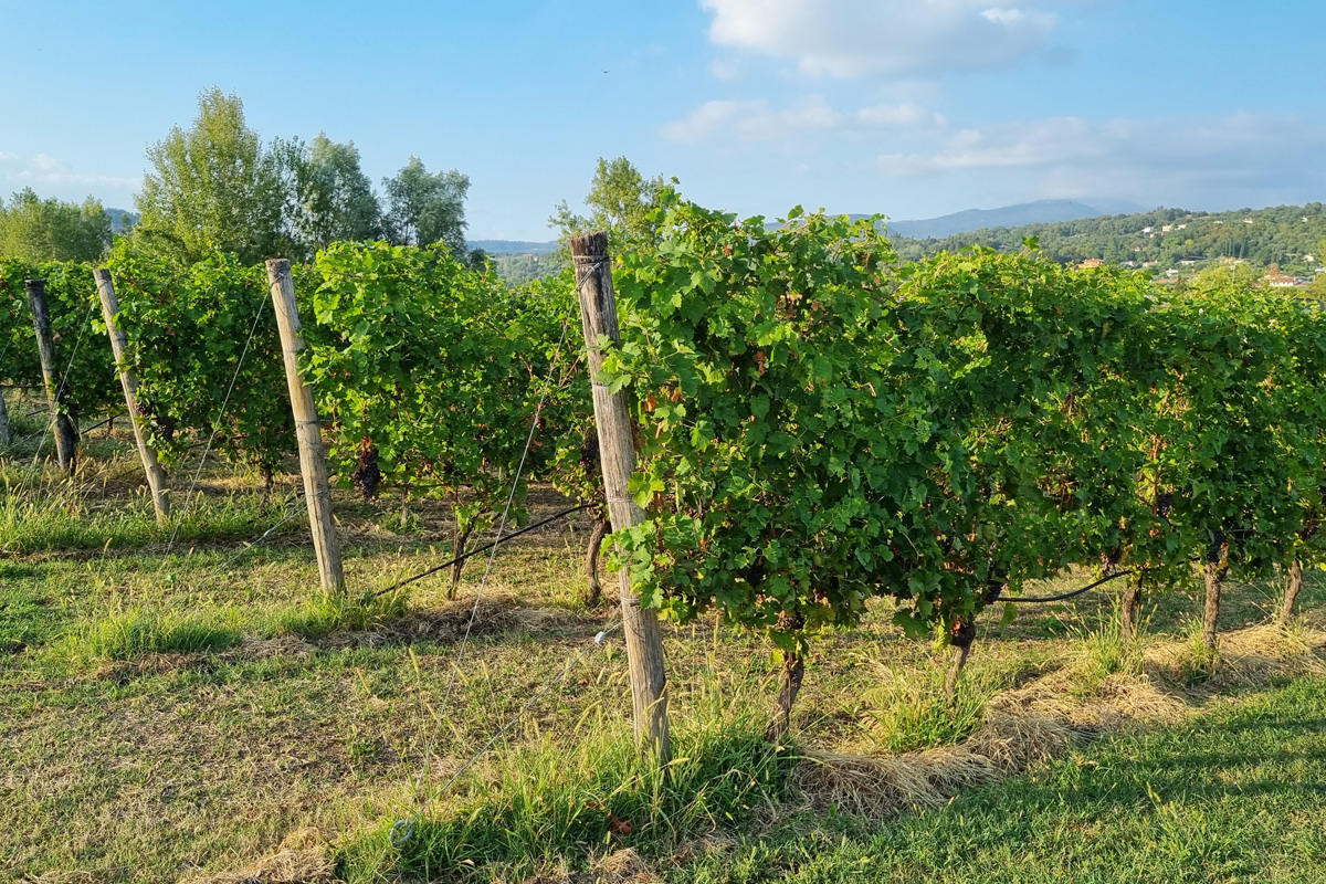 Gardasee-Italien-Wein