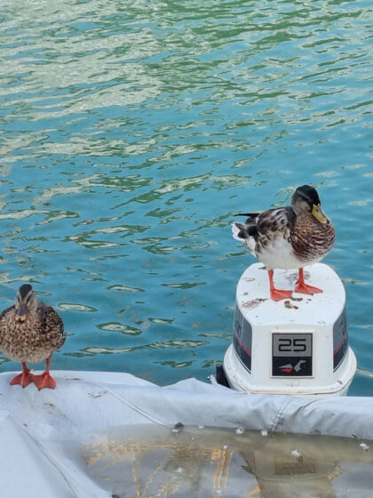 Commitment im Projektmanagement