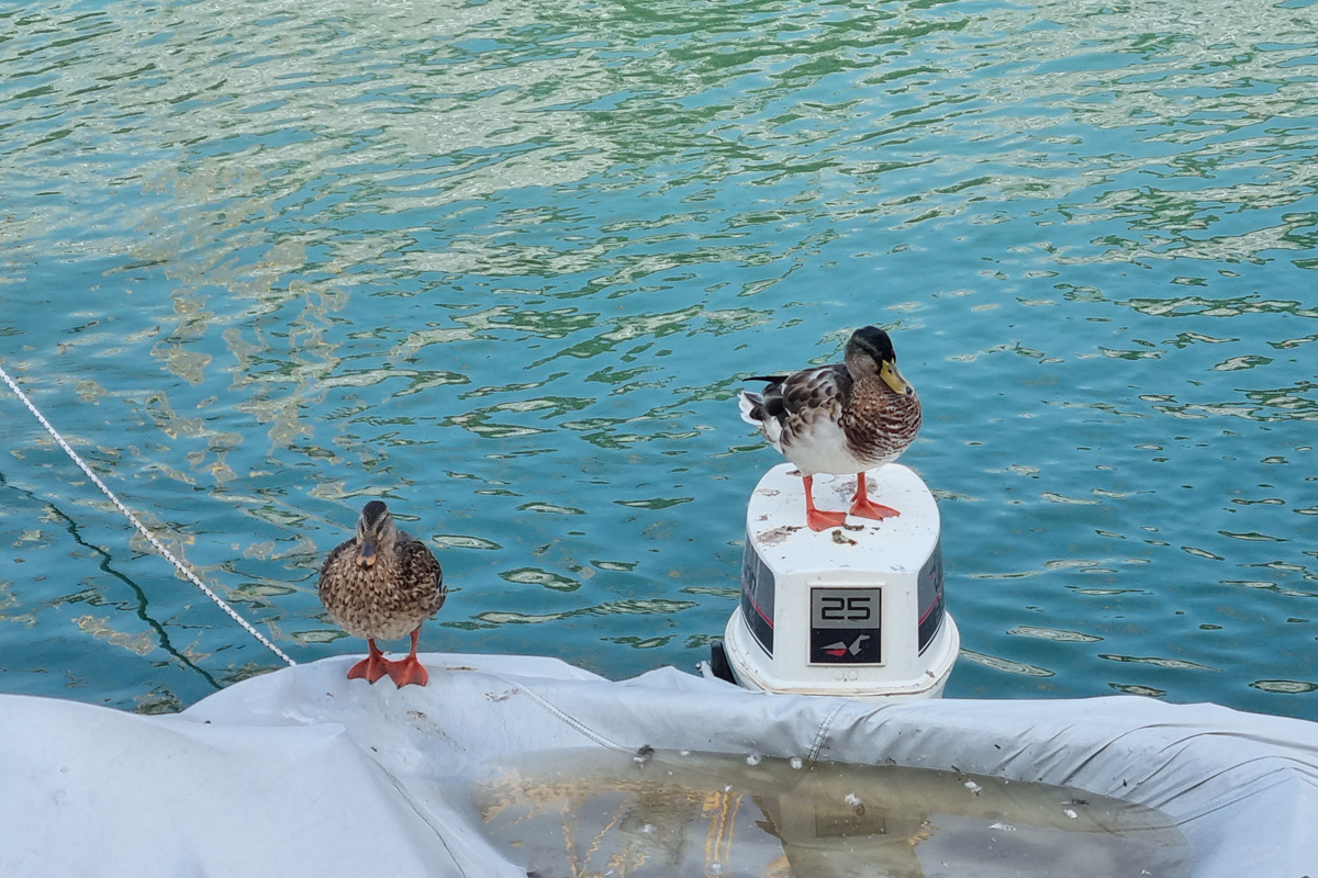 Commitment im Projektmanagement